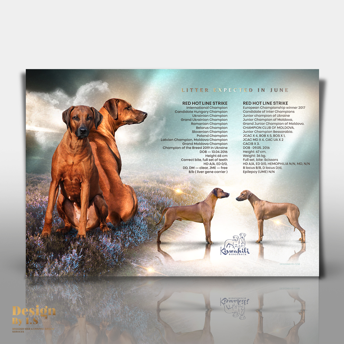 Professional custom litter announcement