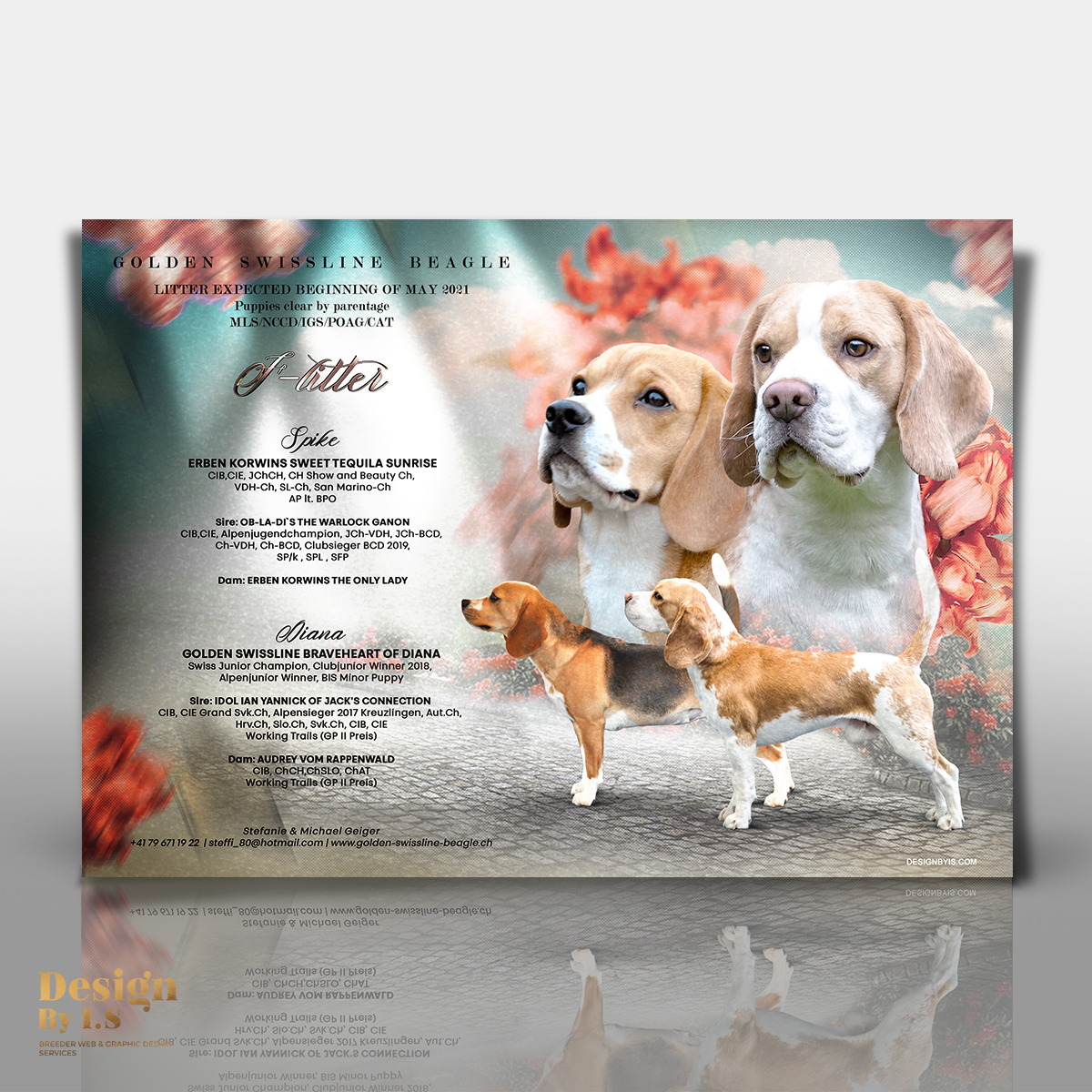 Beagles litter announcement