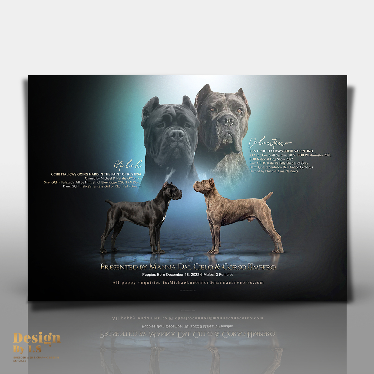 Cane Corso litter presentaion 