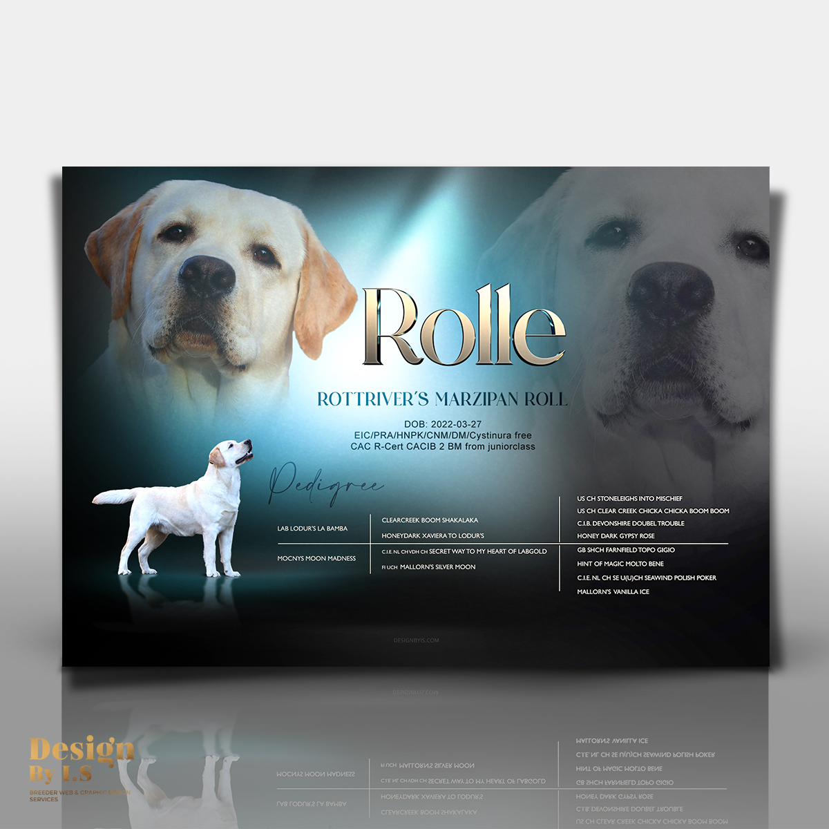 Labrador presentation 