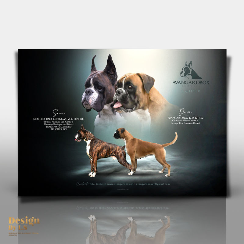 Boxer litter announcement