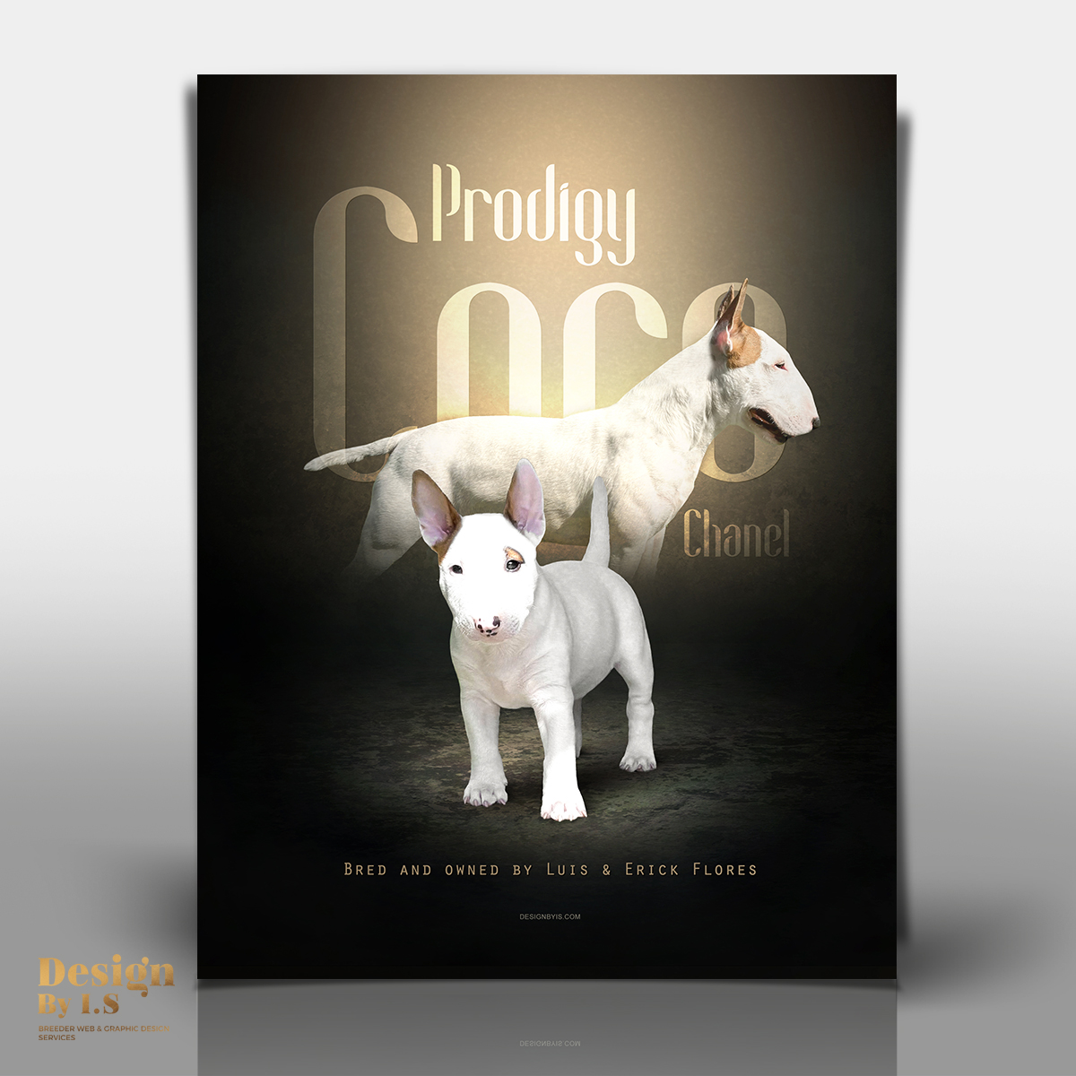 Bullterrier presentation